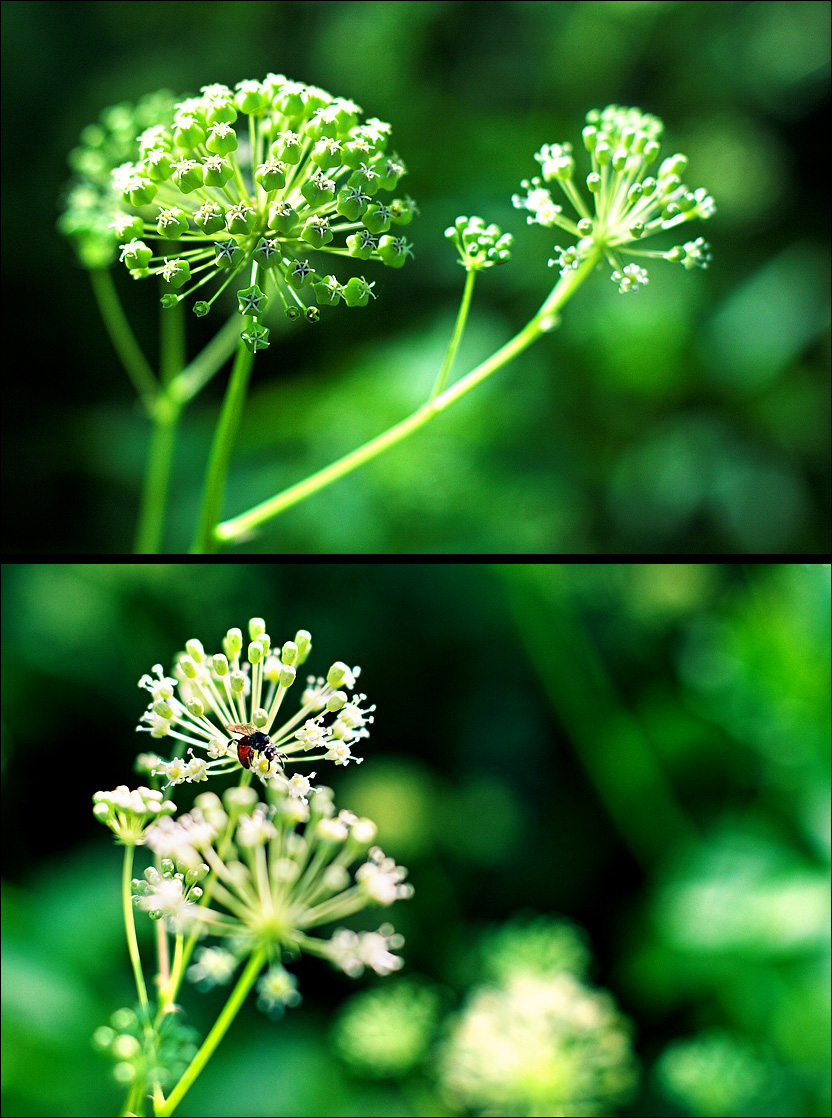 Nature au 50mm II